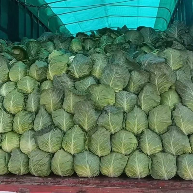 精品甘蓝黄心菜