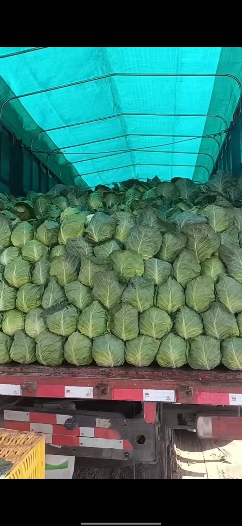 精品甘蓝黄心菜