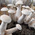 金福菇菌种，白松茸菌包高产配方，口感脆嫩。