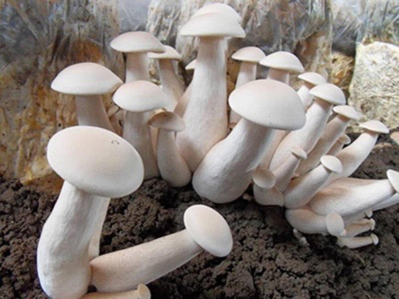 金福菇菌种，白松茸菌包高产配方，口感脆嫩。