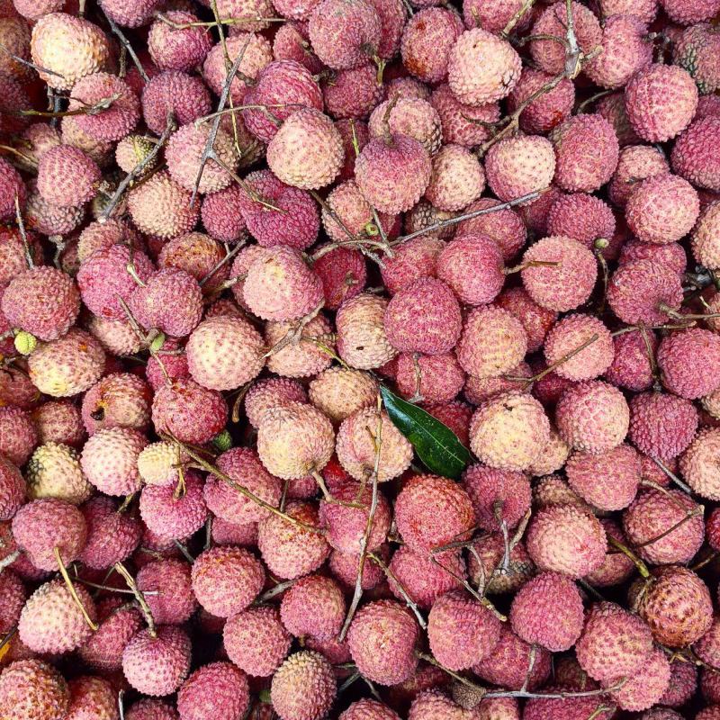 桂味