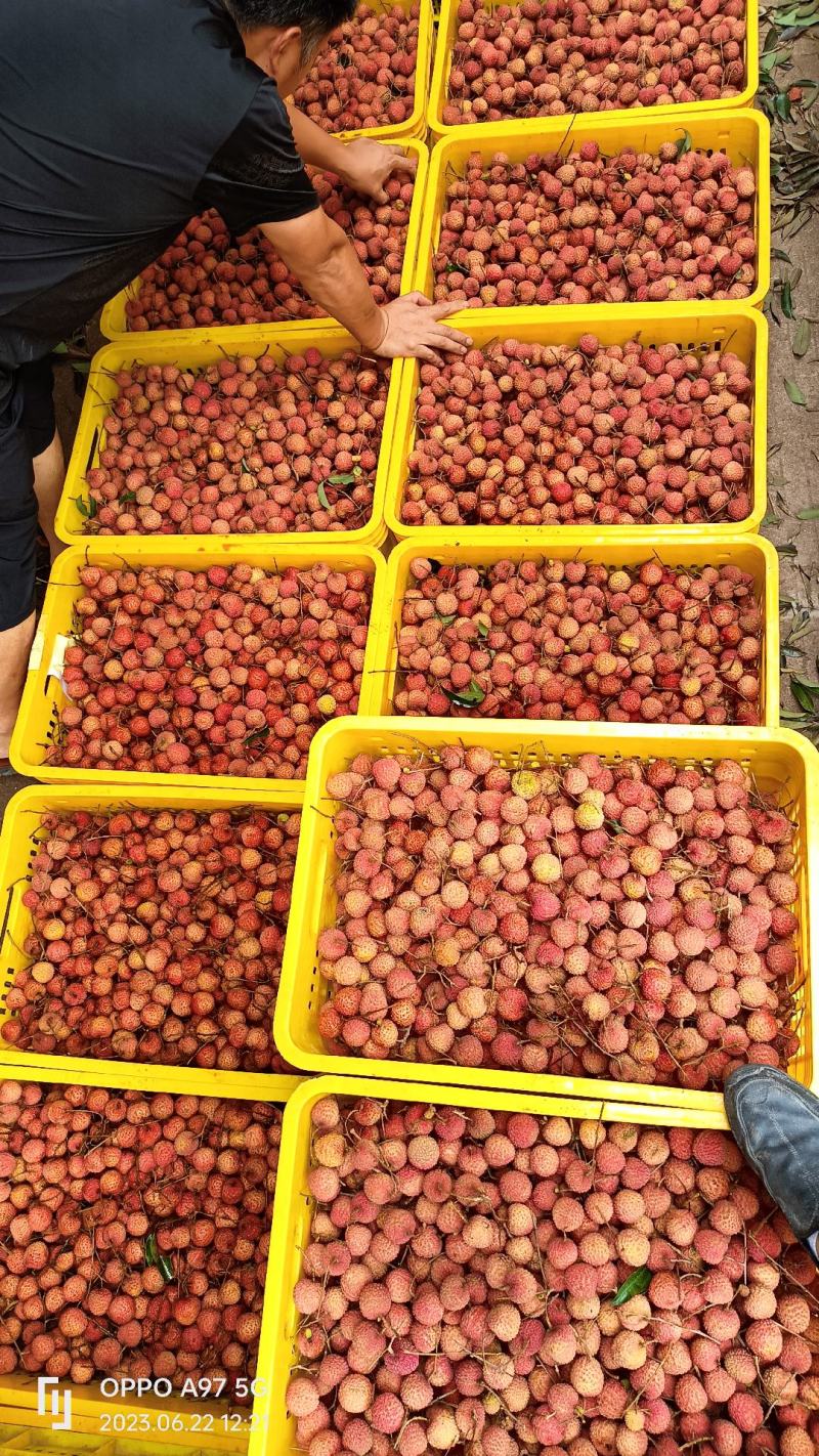 桂味