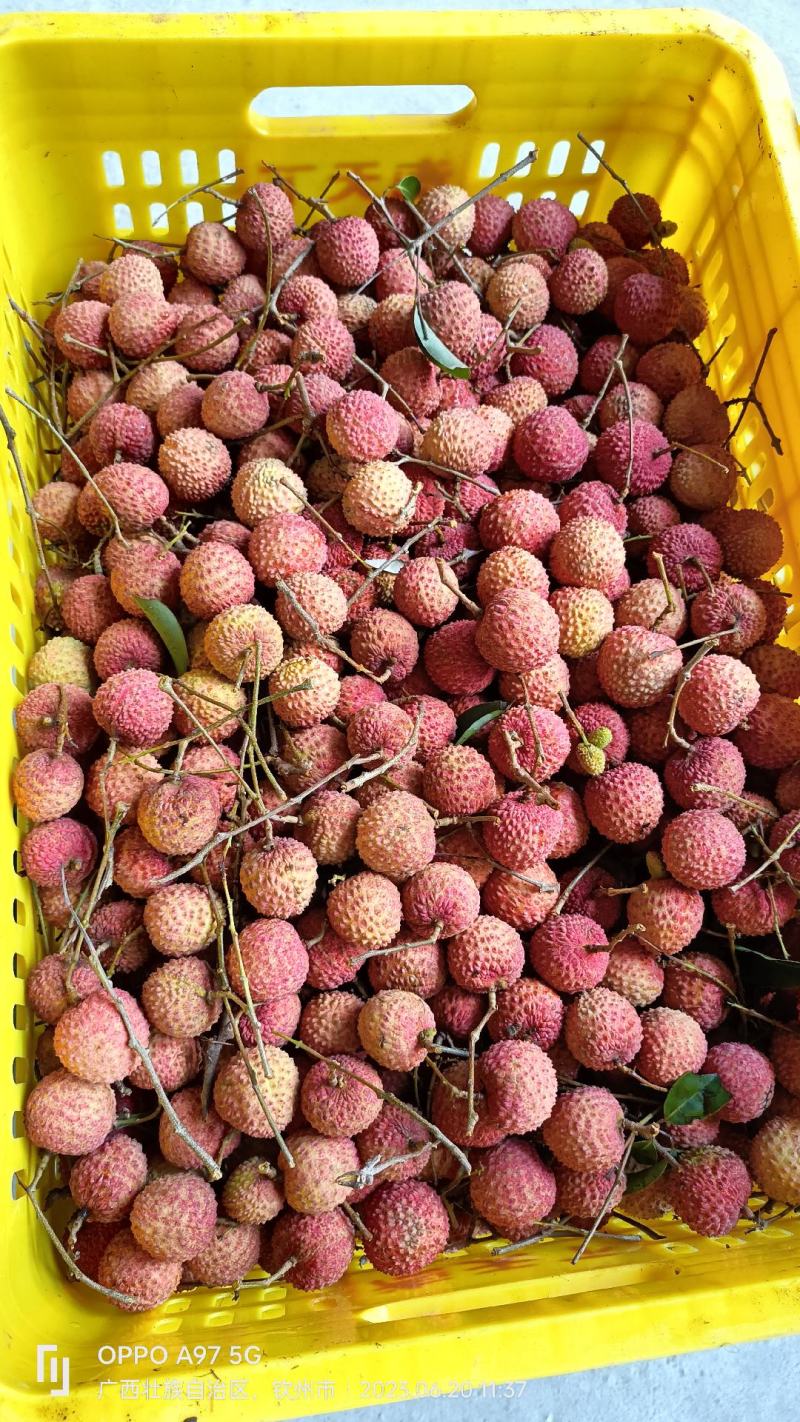 桂味