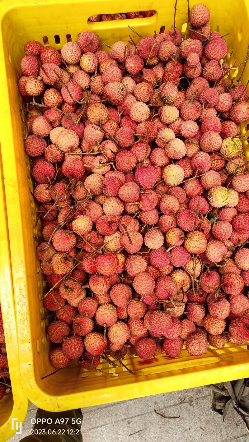桂味