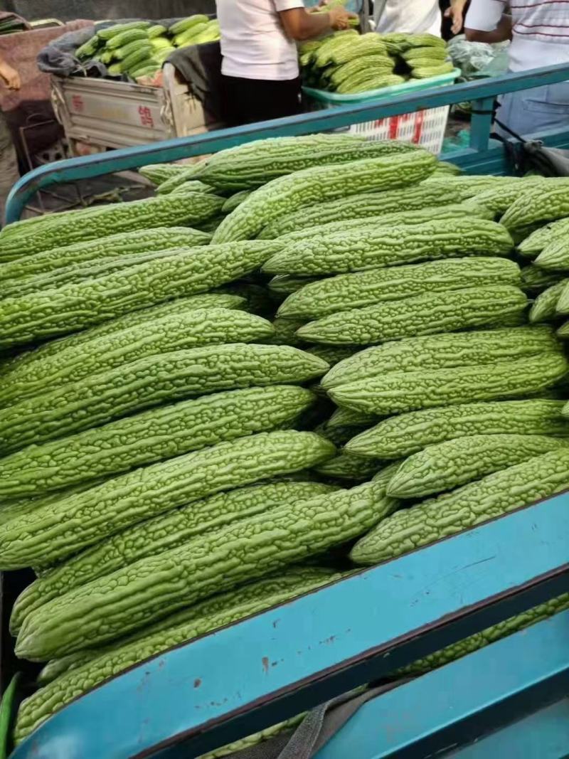精品苦瓜货源充足，有需要的请联系。量大从优，产地直发，