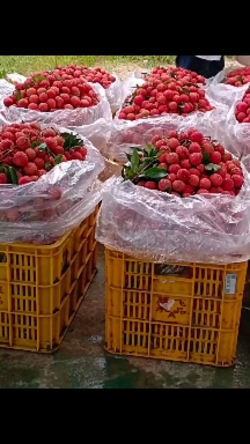 挂味荔枝需要老板直接打电话联系果园批发一手货源