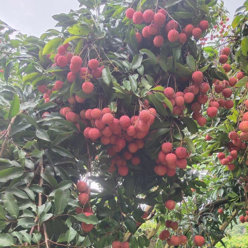 挂味荔枝需要老板直接打电话联系果园批发一手货源