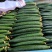 黄瓜密刺黄瓜大量上市货源充足视频看货量大从优欢迎咨询