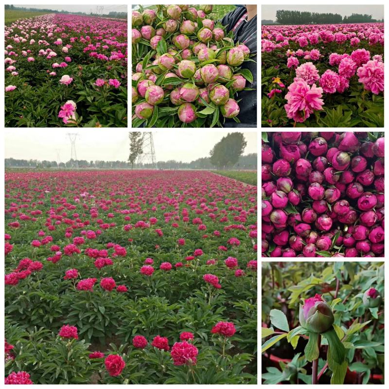 观赏芍药兰富士，杨妃出浴，粉芙蓉，芭次次，粉凌红花现挖