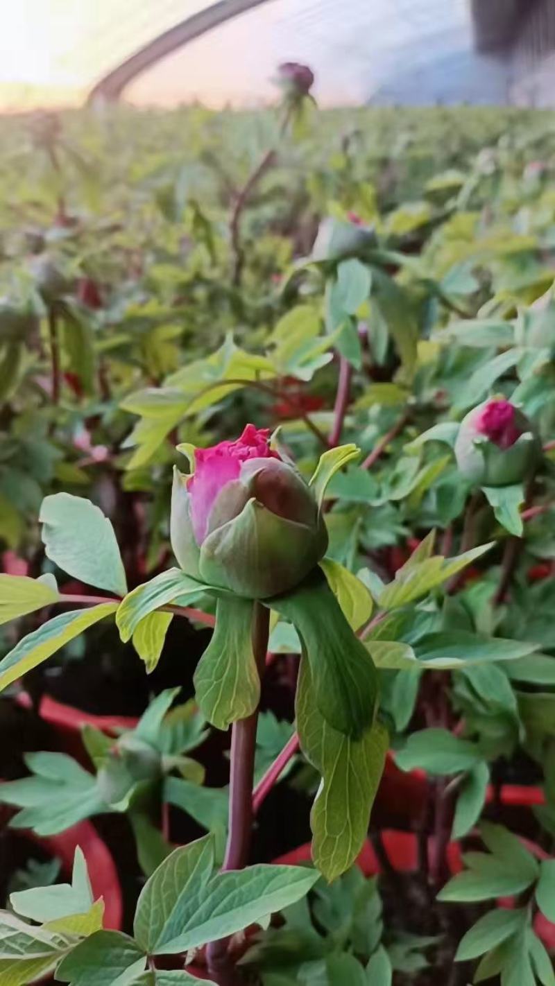 观赏芍药兰富士，杨妃出浴，粉芙蓉，芭次次，粉凌红花现挖