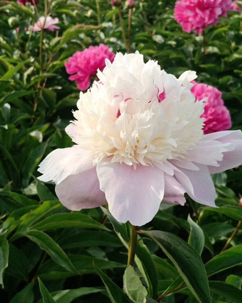 观赏芍药兰富士，杨妃出浴，粉芙蓉，芭次次，粉凌红花现挖
