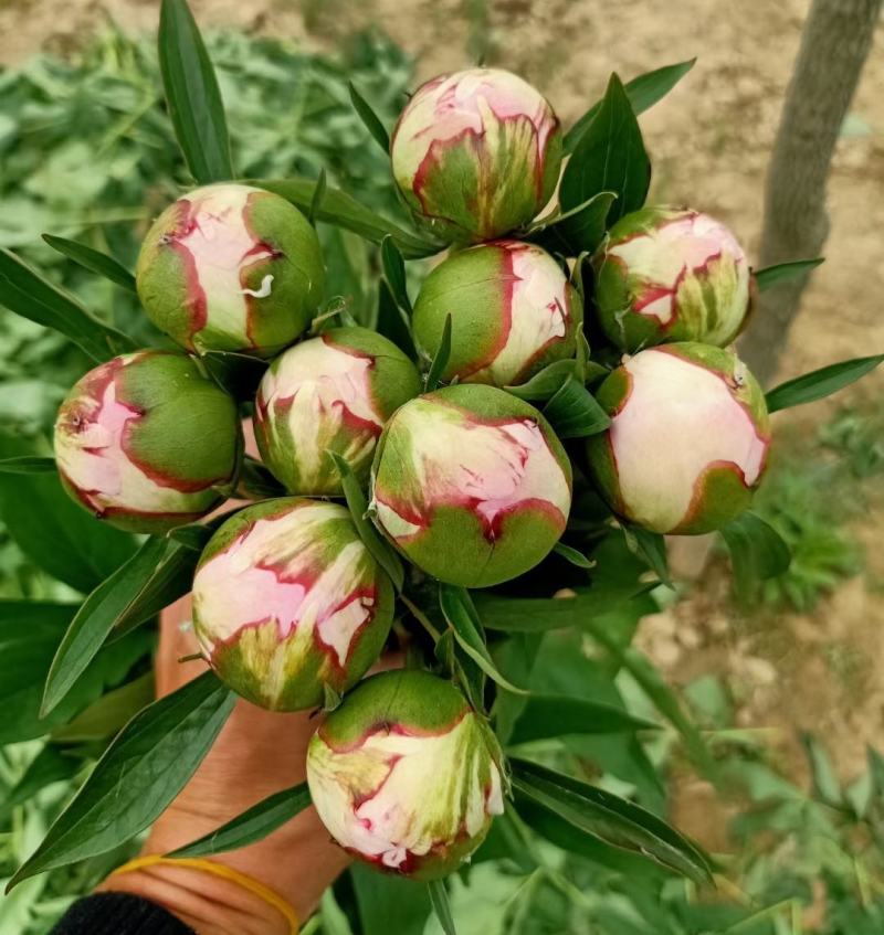 观赏芍药珊瑚落日，莎拉，天使脸颊，戴安娜公园，御前表演