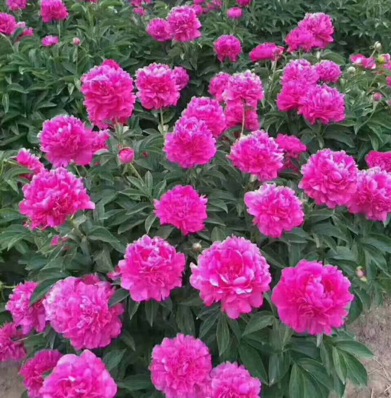 观赏芍药红色魅力阳光女孩，奶油碗，餐盘，亨利博客，加马