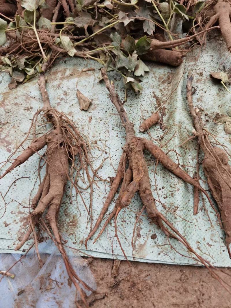 赤芍种子赤芍籽芍药种子人工挑拣无杂质发芽率高