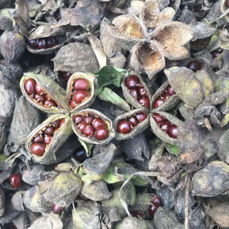 赤芍种子赤芍籽芍药种子人工挑拣无杂质发芽率高