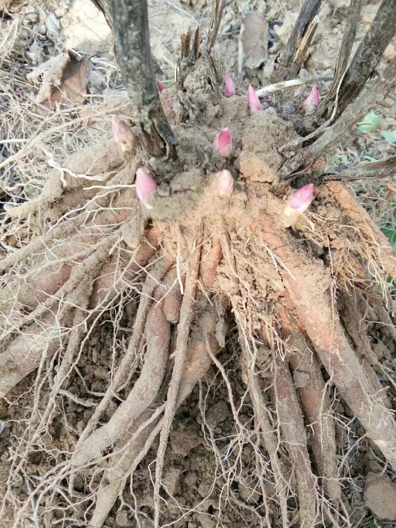 赤芍种子赤芍籽芍药种子人工挑拣无杂质发芽率高