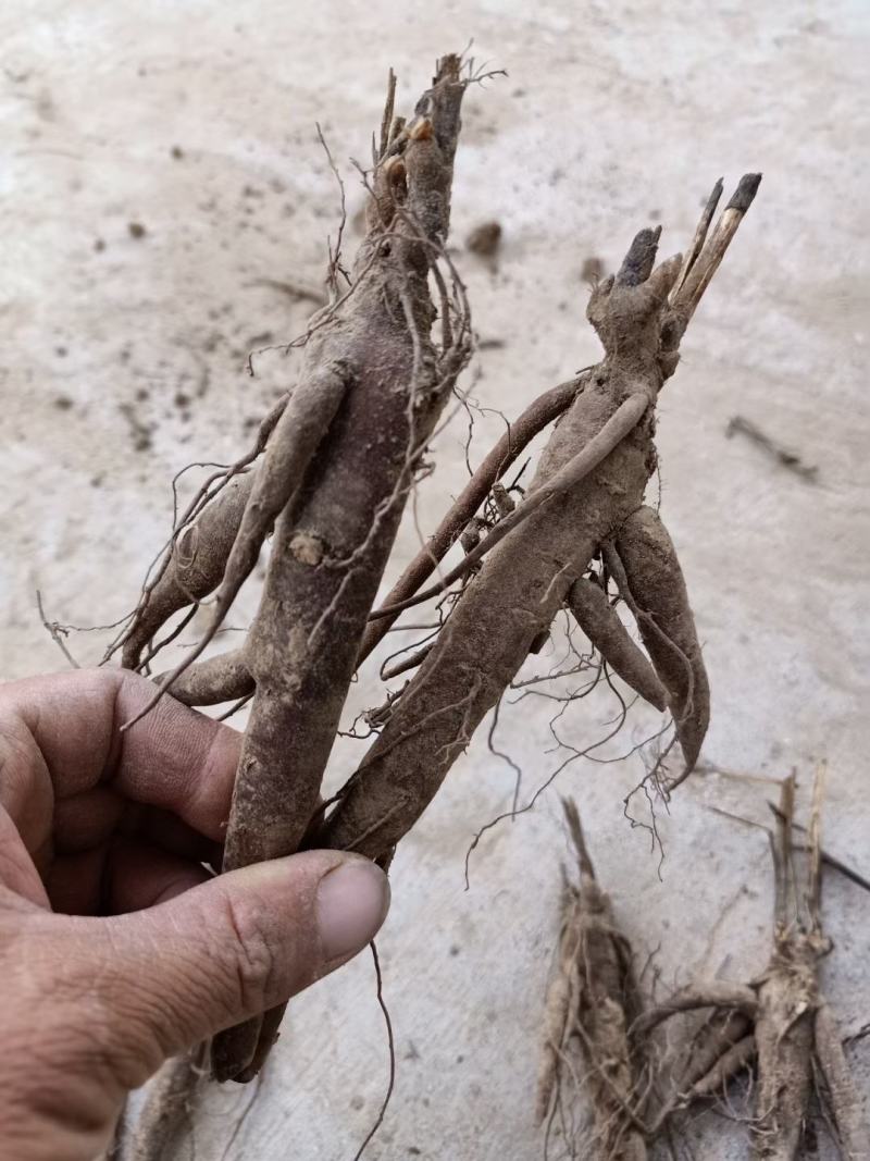 牡丹苗观赏重瓣牡丹花苗观赏牡丹苗现挖现发山东牡丹苗