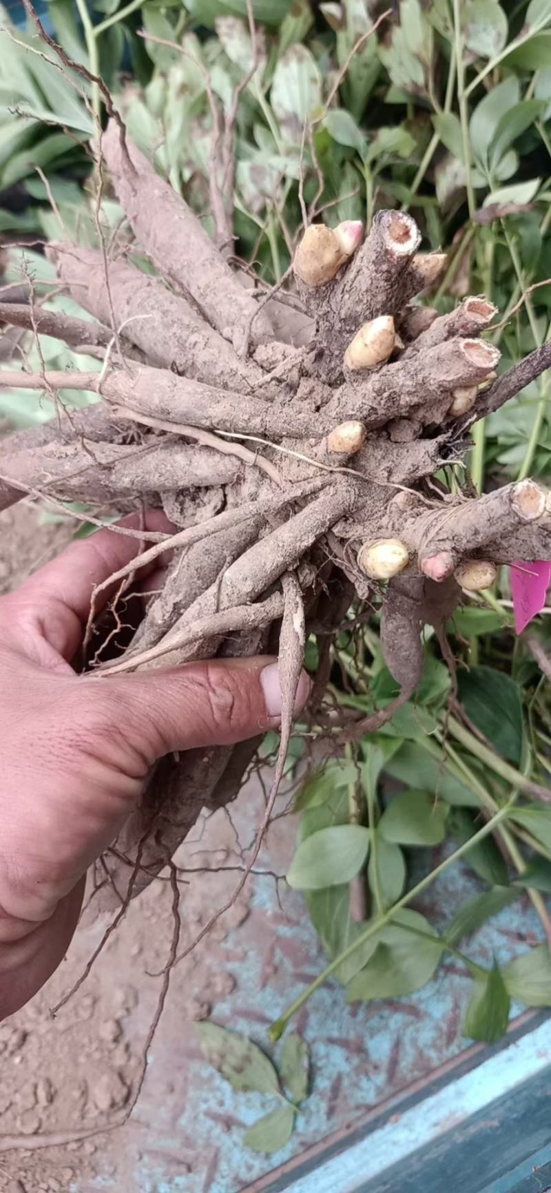 牡丹苗观赏重瓣牡丹花苗观赏牡丹苗现挖现发山东牡丹苗