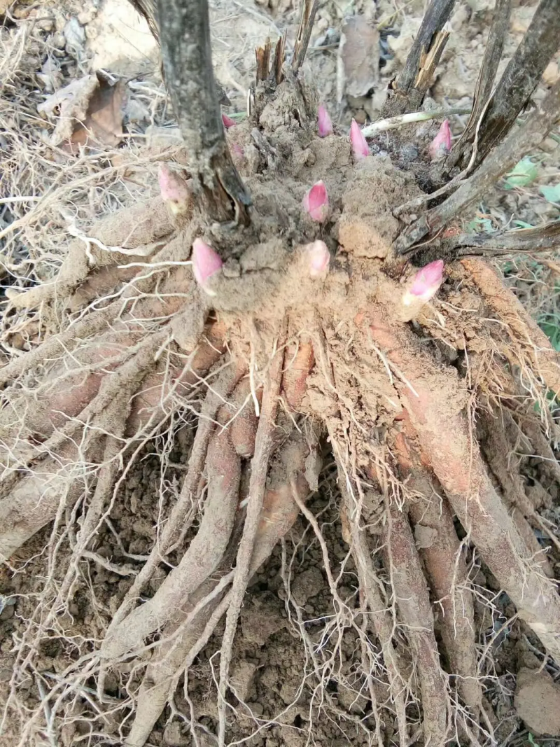 牡丹苗观赏重瓣牡丹花苗观赏牡丹苗现挖现发山东牡丹苗
