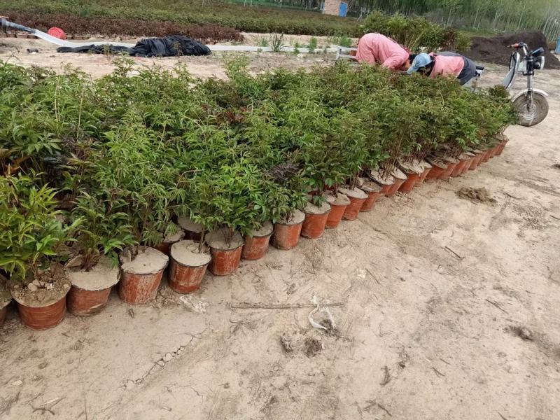牡丹苗观赏重瓣牡丹花苗观赏牡丹苗现挖现发山东牡丹苗