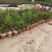 川赤芍苗现挖芍药苗赤芍白芍苗药用赤芍苗观赏芍药苗