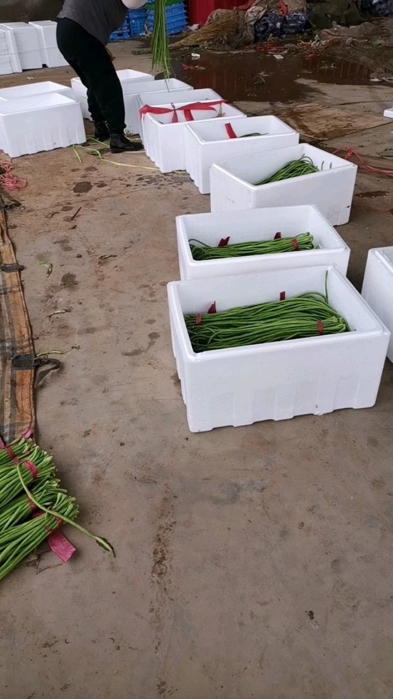精品长豆角