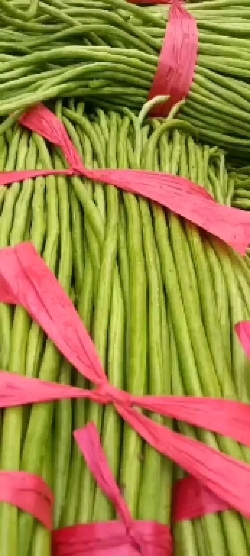 精品长豆角