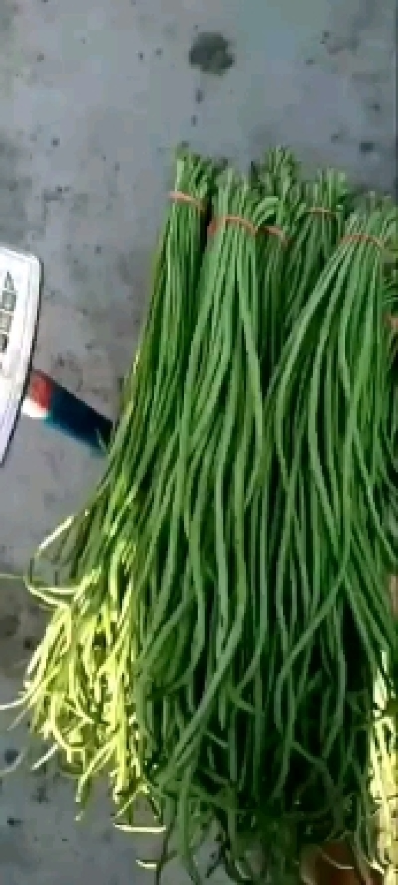 精品长豆角