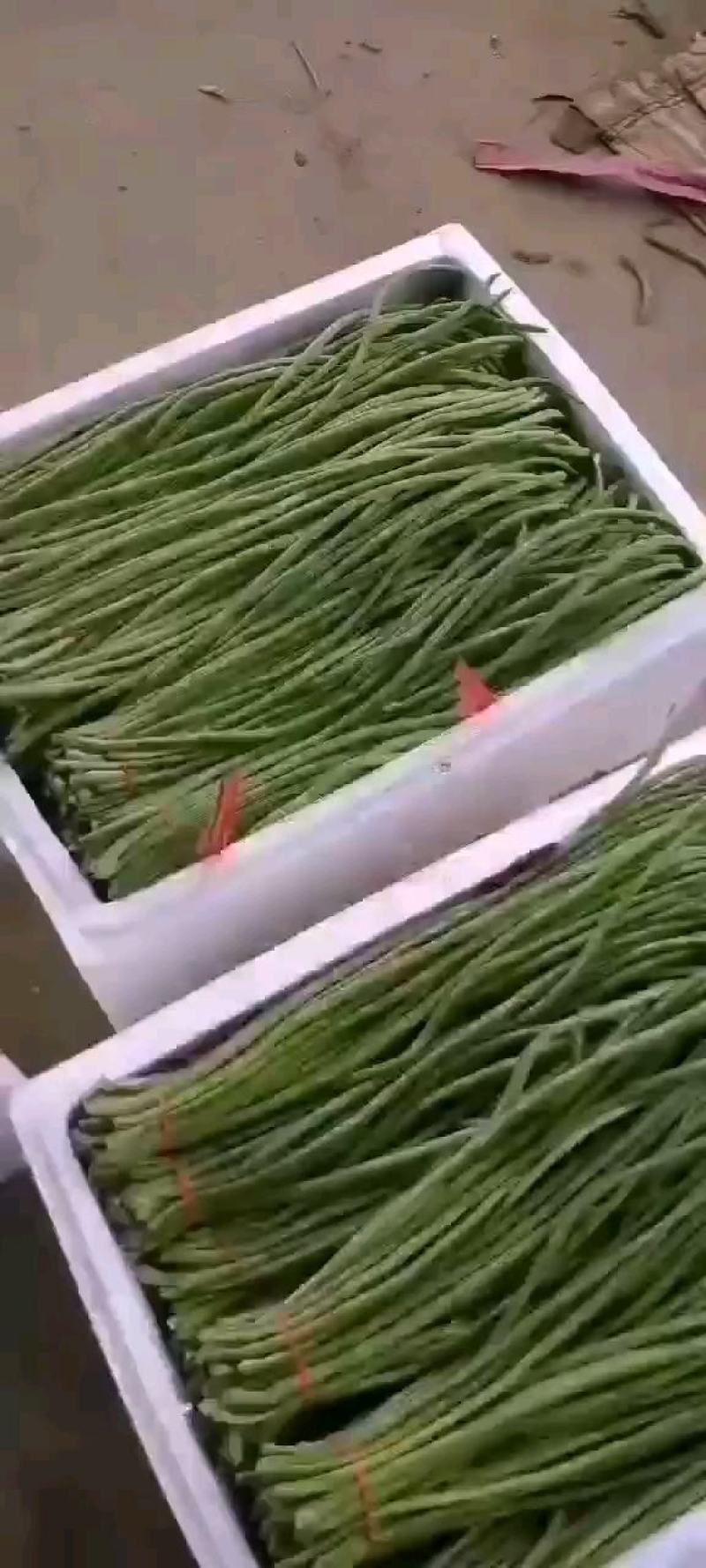 精品长豆角