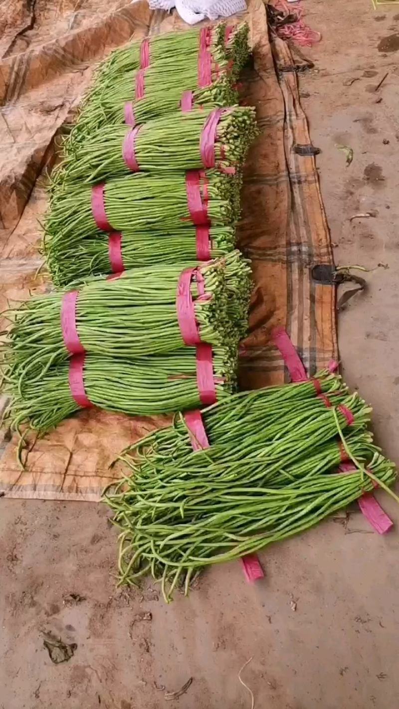 精品长豆角