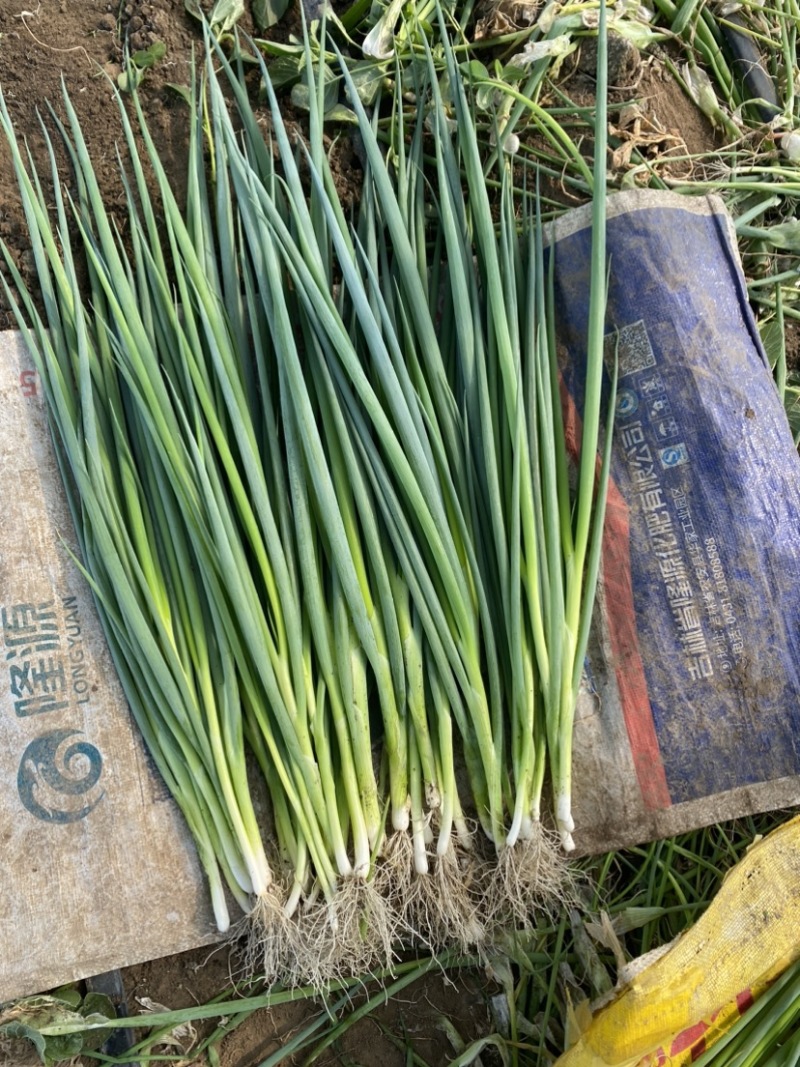 小香葱