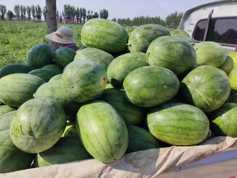 河北！龙卷风西瓜大量上市！皮毛好，小薄皮大红瓤！代发全国