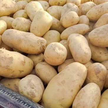 沃土荷兰十五黄心土豆大量供应