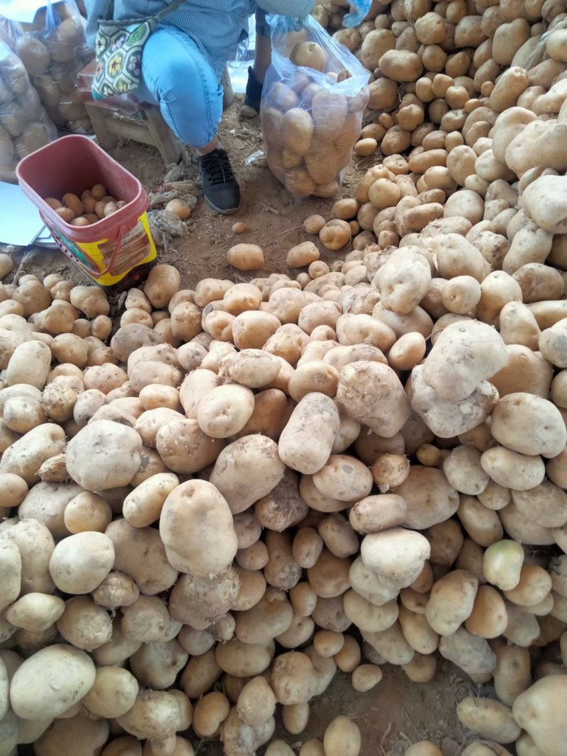 沃土荷兰十五黄心土豆大量供应