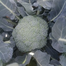 精品西兰花大量上市