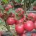 新品上市早春越夏硬粉西红柿苗早熟品种产量高大果抗病抗死棵