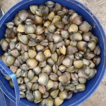 大量河蚬子。