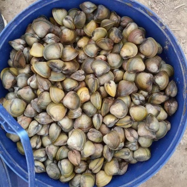 大量河蚬子。