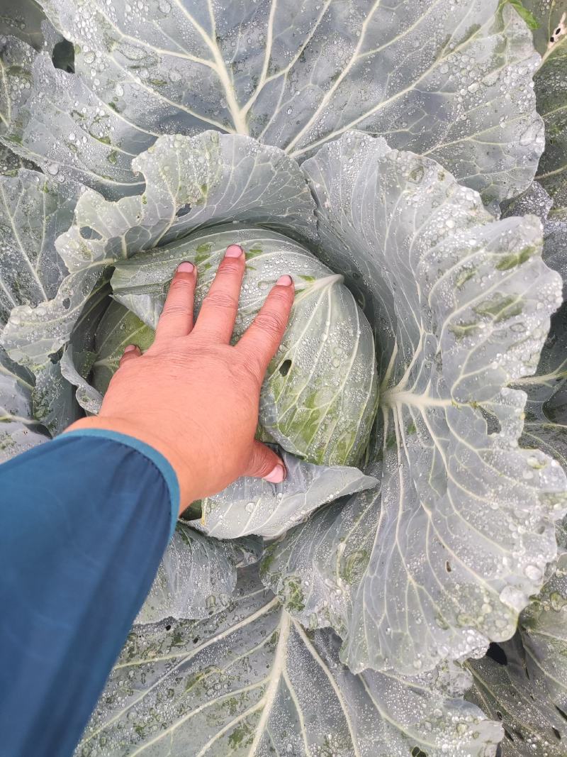 甘蓝