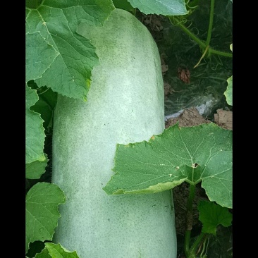 白皮冬瓜大量上市