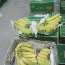 精品香蕉，一件也是批发价，天天生蕉，熟蕉有货