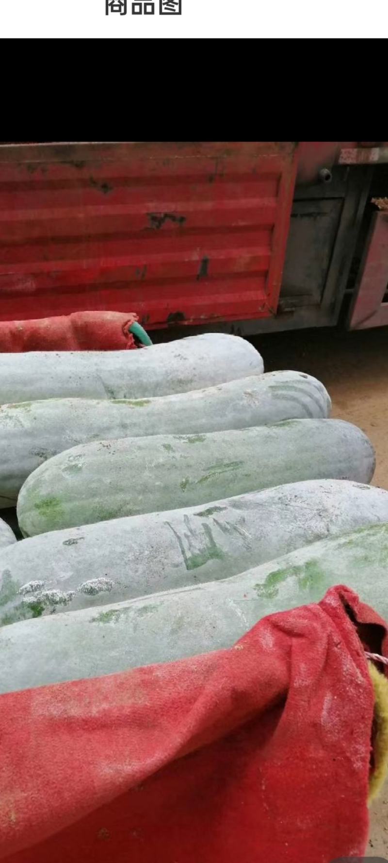 白皮冬瓜大量上市