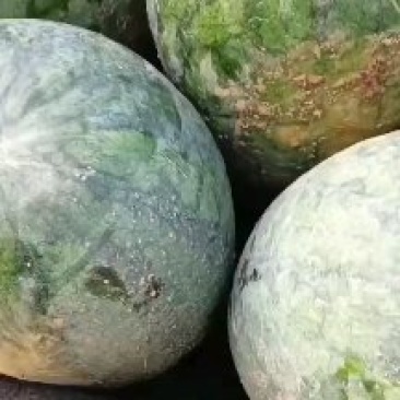 龙卷风西瓜