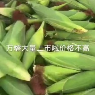 美玉27鲜玉米棒