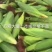 美玉27鲜玉米棒