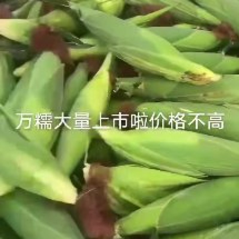 美玉27鲜玉米棒