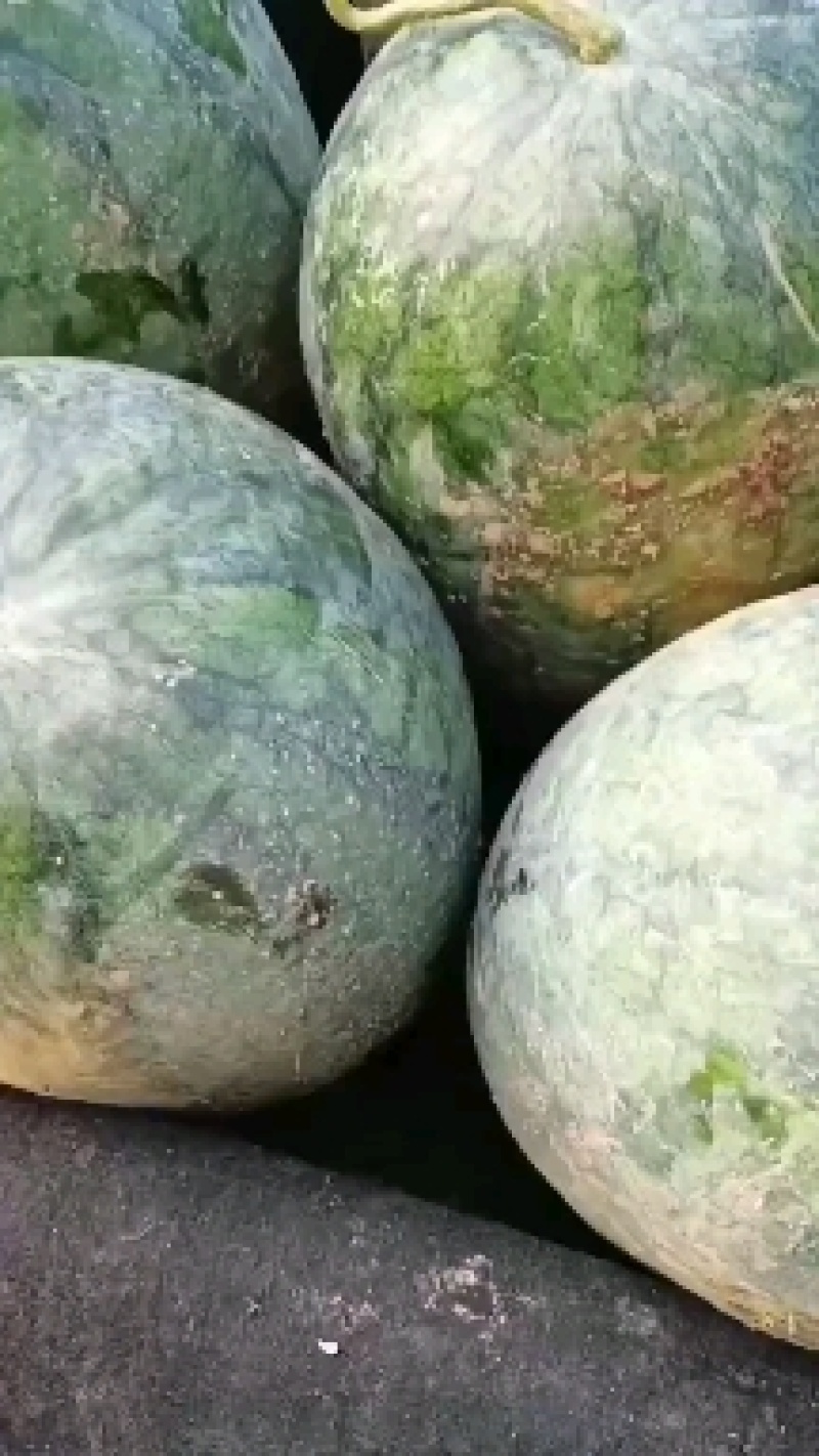 龙卷风西瓜