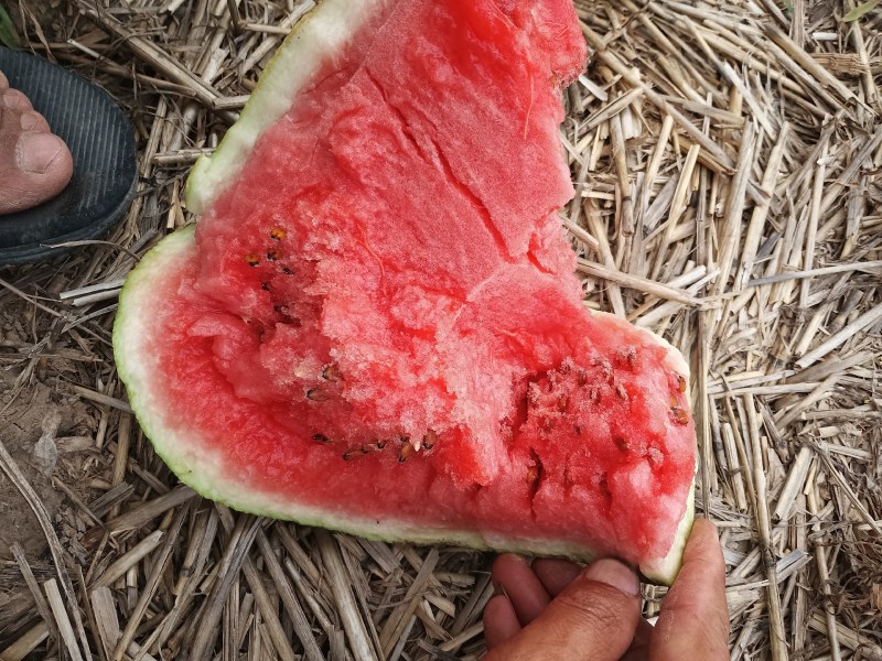 龙卷风西瓜