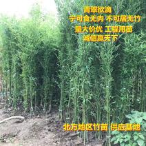竹子青竹紫竹、金镶玉竹、罗汉竹、早园竹规格齐全量大