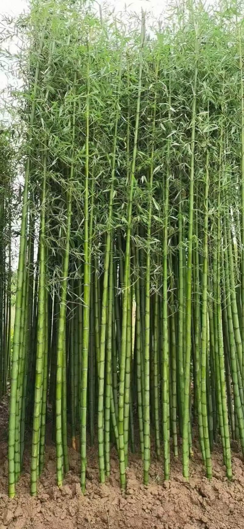竹子青竹紫竹、金镶玉竹、罗汉竹、早园竹规格齐全量大